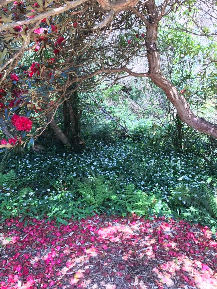 Everything was in bloom at the Powerscourt Gardens in Co. Wicklow